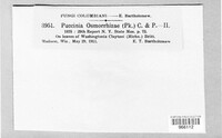 Puccinia osmorrhizae image
